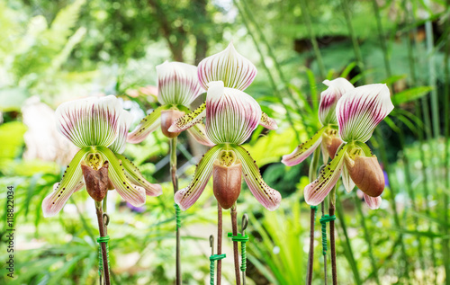 Fototapeta Naklejka Na Ścianę i Meble -  Paphiopedilum orchid flowers in the garden.
