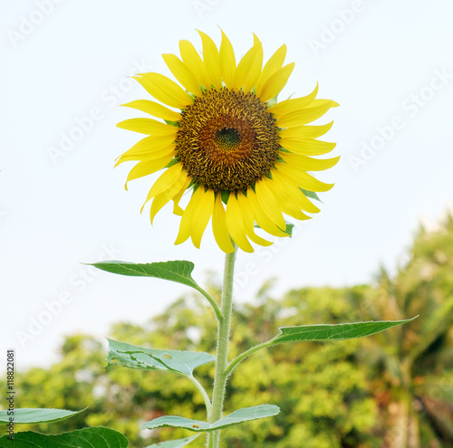 Sunflower   View of sunflower in the morning.