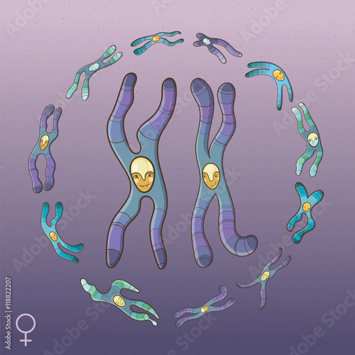 Illustration of Chromosomes - Female genotype
