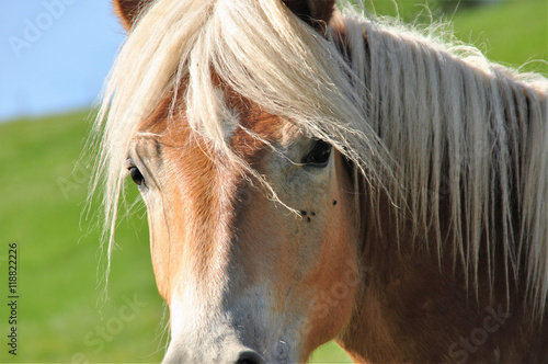 Pferd Closeup