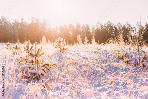 Sunset Sunrise In Sunny Winter Snowy Forest. Sun Shine Over Winter © Grigory Bruev