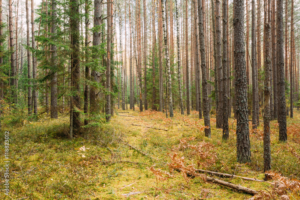 Path, pathway, way in wild autumn coniferous forest reserve. Nature Path, pathway, way in wild autumn coniferous forest reserve. Nature