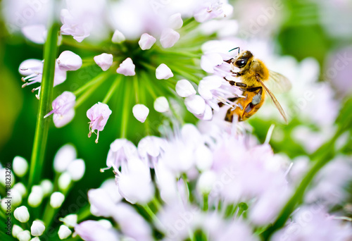 A bee collects nectar from flowers