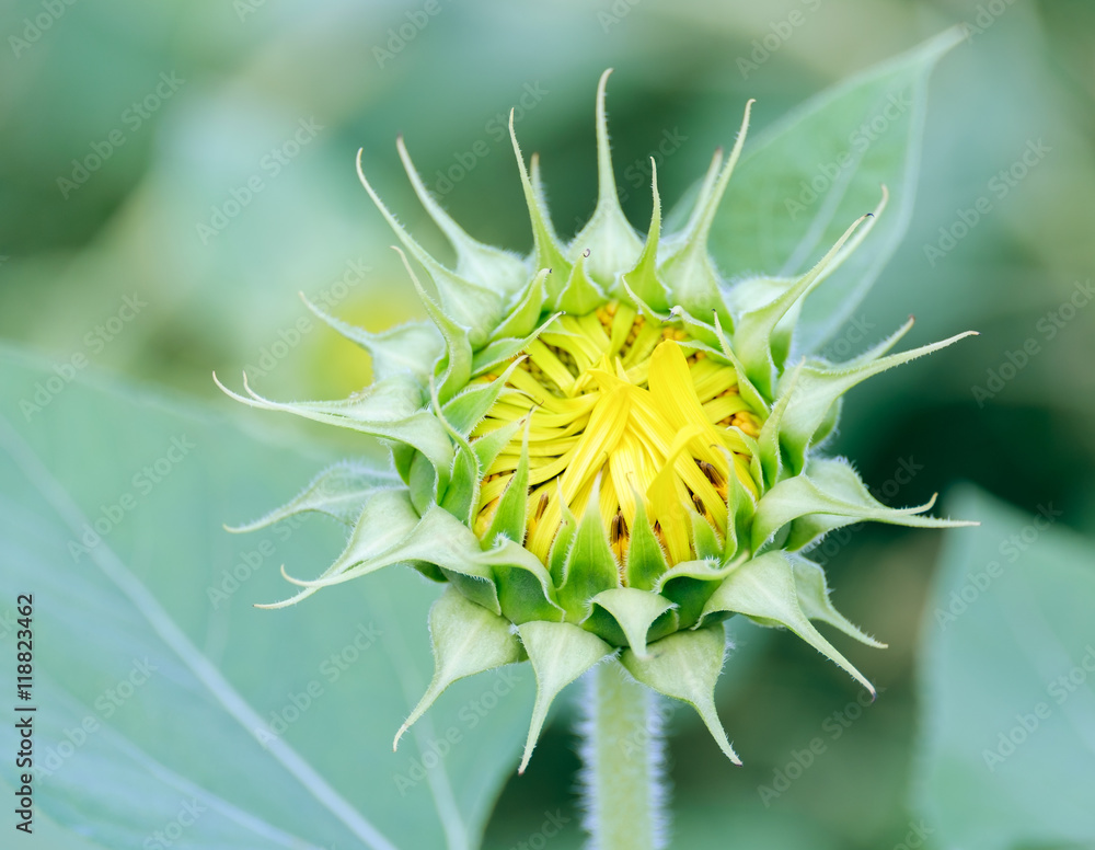 Sunflower / View of sunflower blooming in the morning. Sunflower / View of sunflower blooming in the morning.