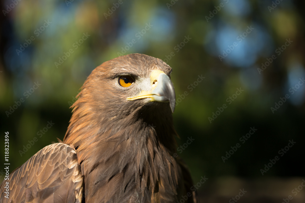 Naklejka premium Close Up Eagle Haliaeetus Albicilla. Wild Bird
