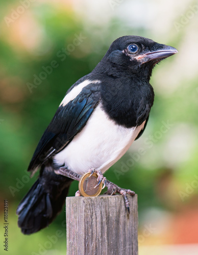 Magpie thief stealing a coin - one euro. Bird with money on green background.