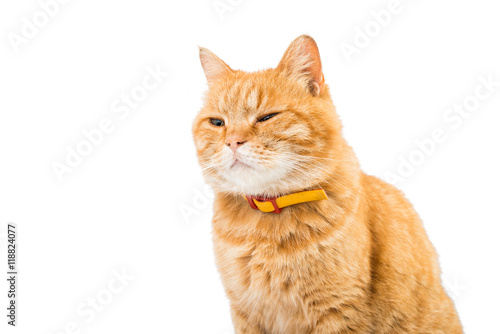 Red domestic cat looking up