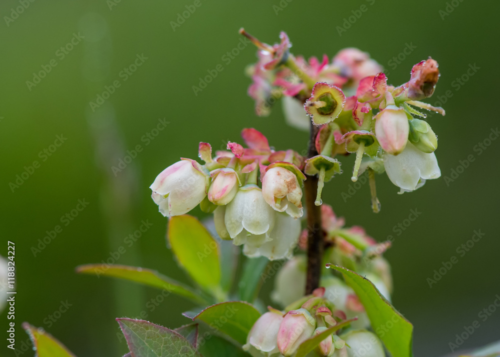 Obraz premium Blueberry Flowers in Spring Morning