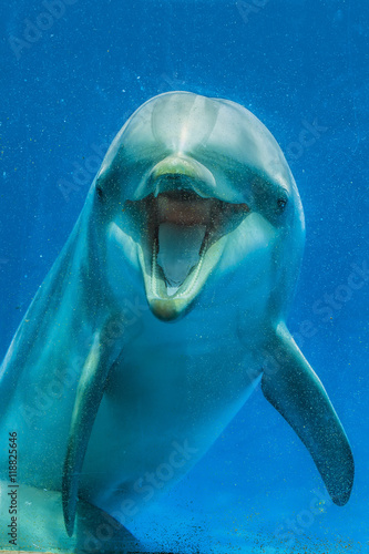 Delfín sonriendo  a traves de la pecera © theshoother