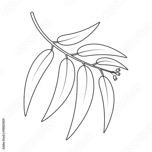 Eucalyptus vector icon in line style for web