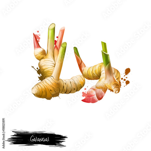 фотографія Galangal root isolated on white. Digital art