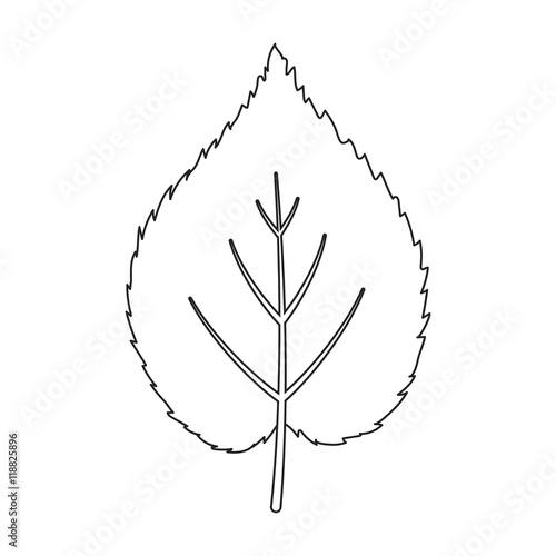 Linden leaf vector icon in line style for web