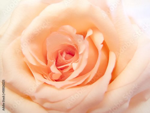 delicate pink rose