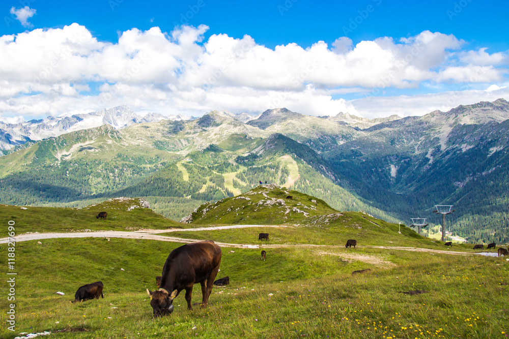 Obraz premium view of the Alps with a herd of cattle