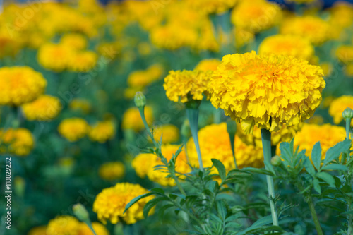 Yellow Marigolds flower