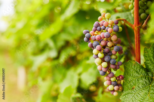 Bunch of unripe grapes
