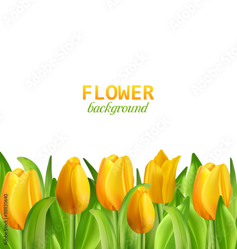 Beautiful Yellow Flowers Tulips Isolated