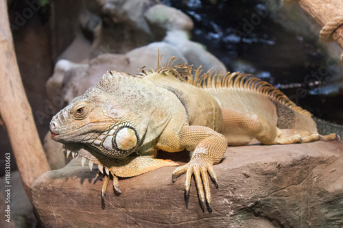 iguana 