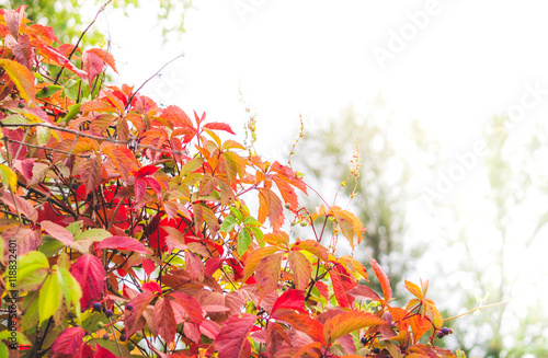 Осенняя открытка. Яркий дикий виноград