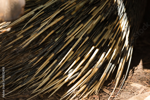 Porcupine Quills