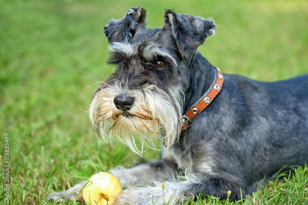 adorable miniature schnauzer lying down outdoors with apple, close up adorable miniature schnauzer lying down outdoors with apple, close up