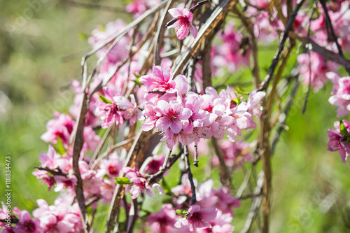 pink peach flowers bloom in spring