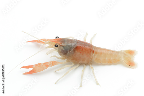 orange crayfish - Fresh water Lobster on white background