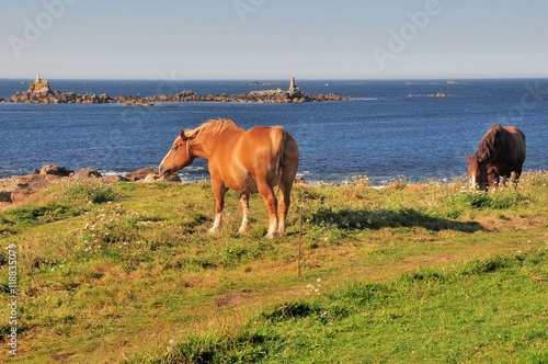 Chevaux de trait sur la côte du Finistère Nord près de Portsall en Bretagne photo