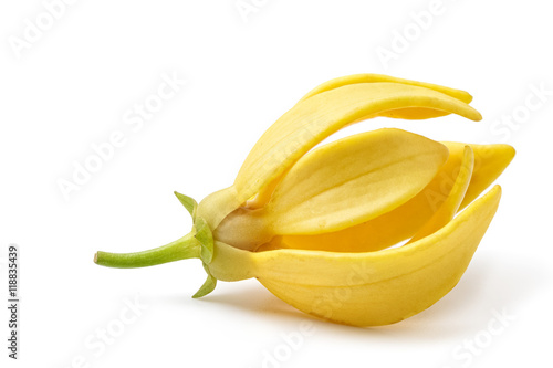 Ylang-Ylang flower,Yellow fragrant flower on a white background