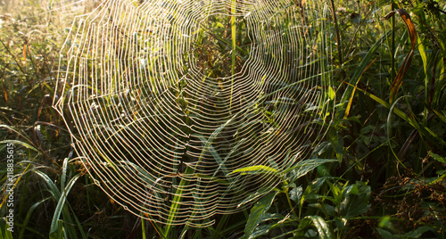 morning spider line