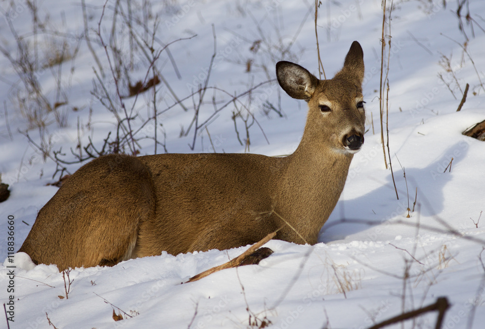 Fototapeta premium Beautiful image with the cute wild deer laying on the snow