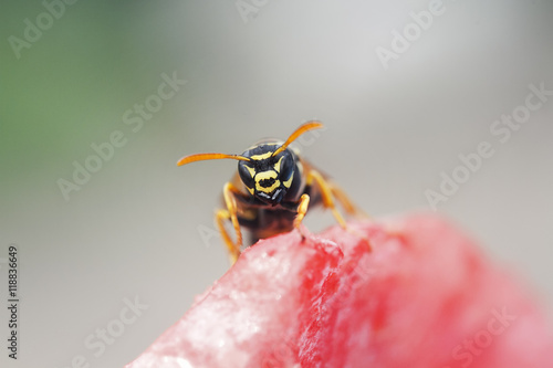 insect wasp flew into the pulp of juicy watermelon