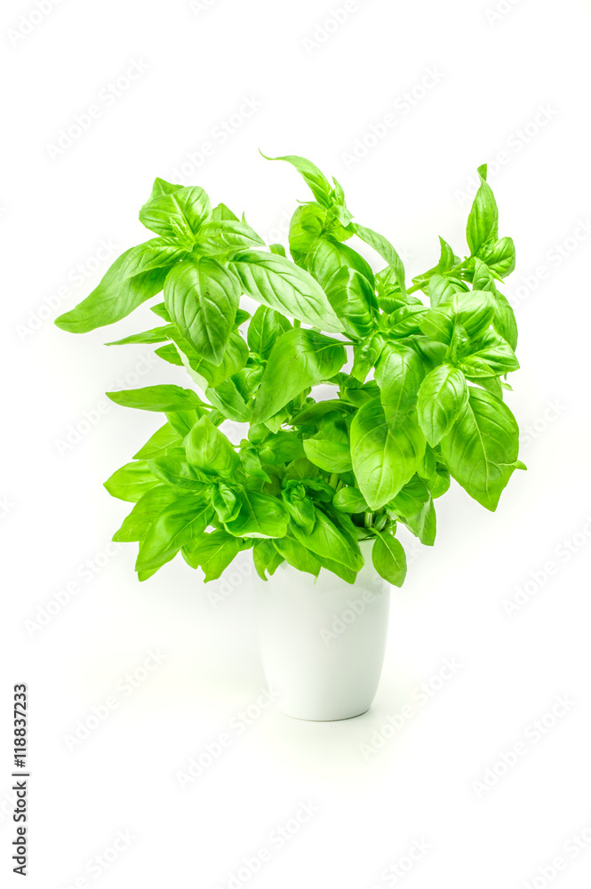 fresh basil in a white pot isolated on background fresh basil in a white pot isolated on background