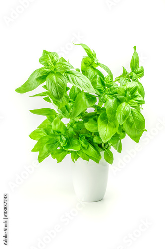 fresh basil in a white pot isolated on  background