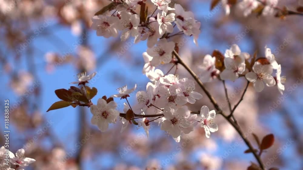 Slow motion of prune branch with pink blossom and red leaves. Amazing natural background for excellent intro in hypnotic full HD clip.
Slow motion of prune branch with pink blossom and red leaves. Amazing natural background for excellent intro in hypnotic full HD clip.