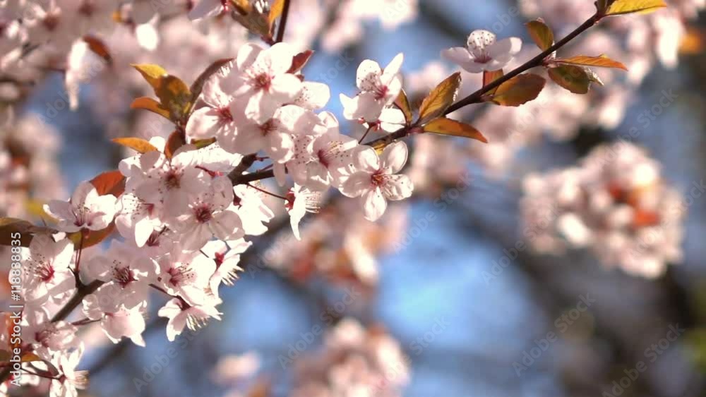 Slow motion of prune branch with pink blossom and fresh tiny red leaves. Amazing natural background for excellent intro in hypnotic full HD clip.  
