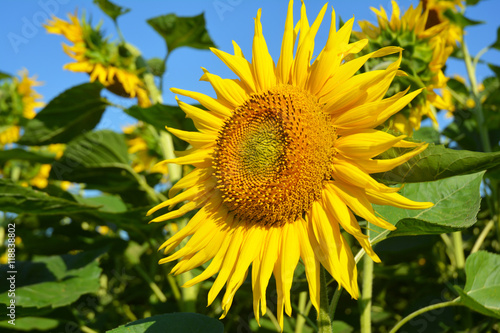 Close up on beautiful colorful Sunflowers. Sunflower field.