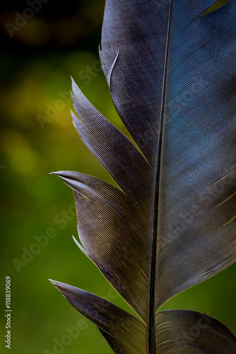Closeup of raven feather against a soft, green background