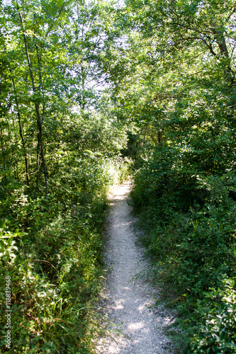 path in the woods on a sunny summer day © kolesnikovserg