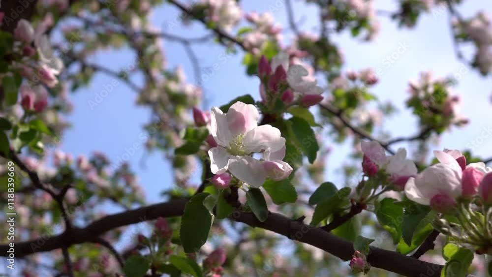 Smooth motion of apple spring pink blossom and fresh green leaves close up. Amazing natural background for excellent intro in hypnotic full HD clip.
Smooth motion of apple spring pink blossom and fresh green leaves close up. Amazing natural background for excellent intro in hypnotic full HD clip.