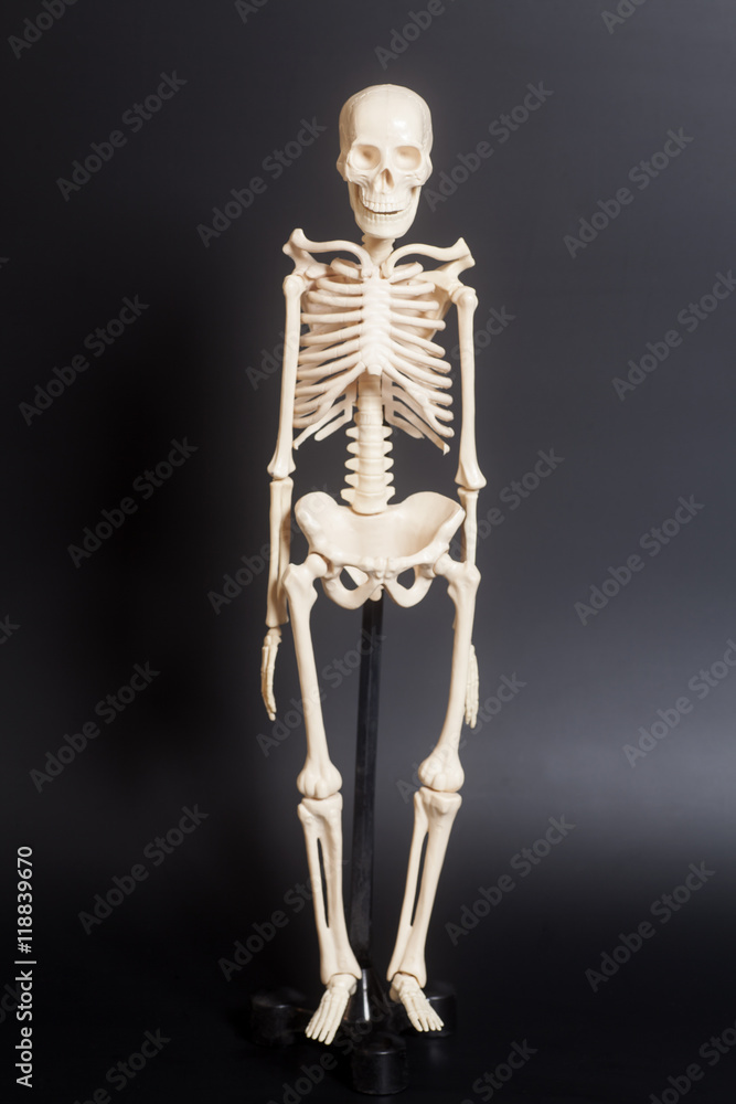 Human skeleton on black background Human skeleton on black background