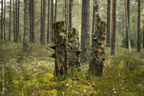 Three old stumps in wood