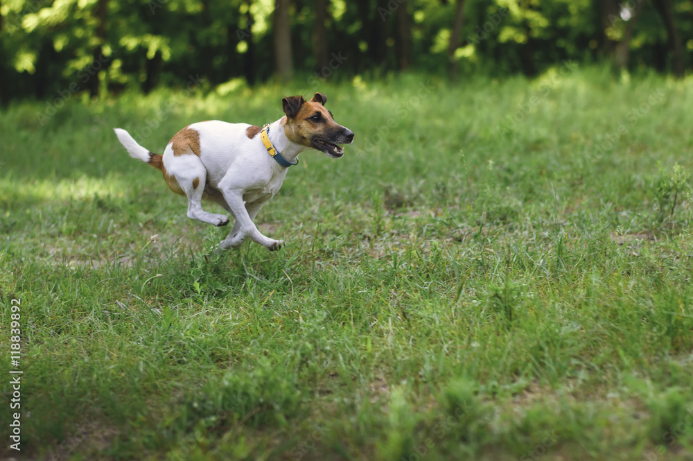 Fox terrier dog runs on a green valley in the summer Fox terrier dog runs on a green valley in the summer