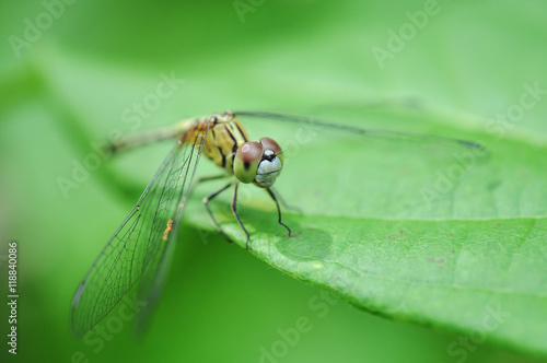 Small dragonfly hanging on green leaf. © pitipat
