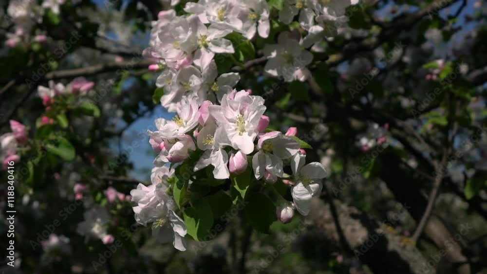 Apple tree with pink blossom, waving on wind close up. Amazing natural background for excellent intro in hypnotic full HD clip.
Apple tree with pink blossom, waving on wind close up. Amazing natural background for excellent intro in hypnotic full HD clip.
