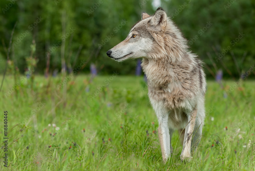 Grey Wolf (Canis lupus) Looks Left in Field