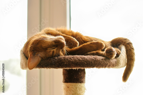 Purebred abyssinian cat lying on scratching post photo