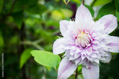 Fototapeta Naklejka Na Ścianę i Meble -  Clematis flower in the garden. Shallow depth of field.