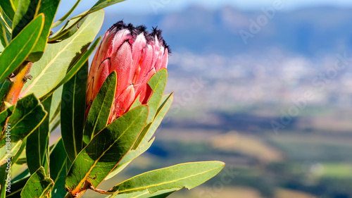 Red Mountain Protea photo
