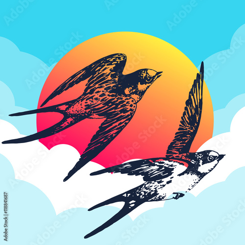 Vector hand drawn swallow bird set in the sky with clouds and sun. Flying pair of swifts in love - detailed sketch, beautiful animal in the wild with colorful background